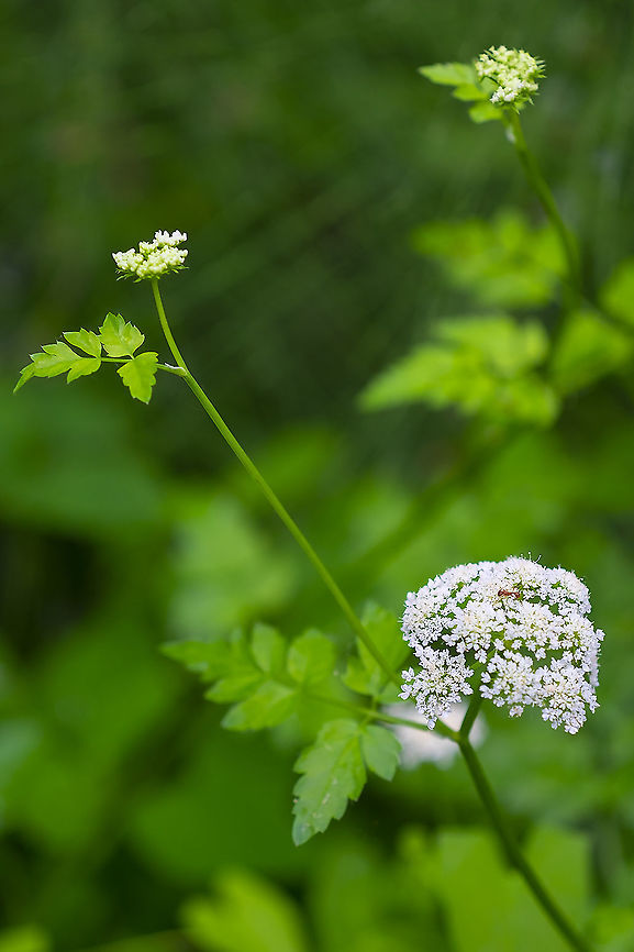 Water parsley  Geotagged,Oenanthe sarmentosa,Summer,United States,Water Parsley