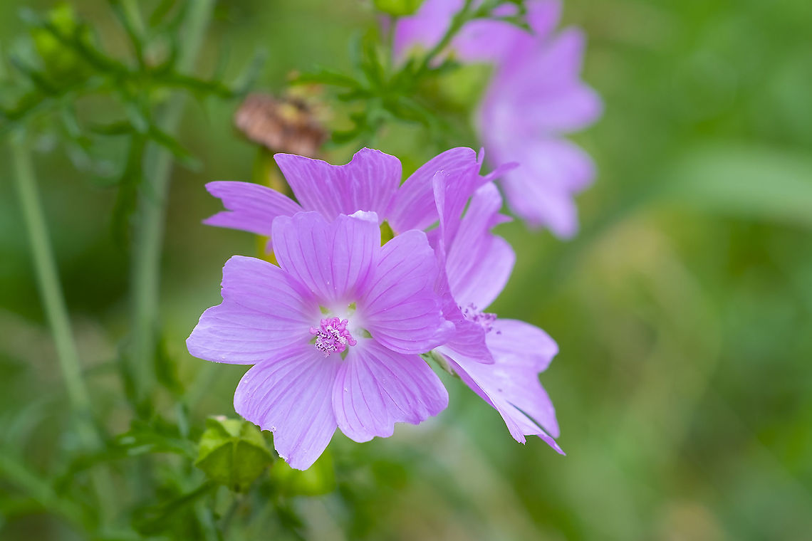 musk mallow  Geotagged,Malva moschata,Musk Mallow,Summer,United States