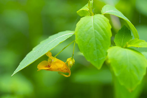 spotted jewelweed  Geotagged,Impatiens capensis,Orange jewelweed,Summer,United States