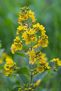 garden yellow-loosestrife Pretty, but introduced. Not invasive Geotagged,Lysimachia vulgaris,Summer,United States