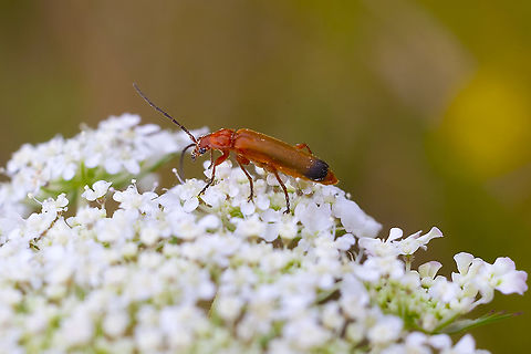orange flower longhorn beetle  Common red soldier beetle,Geotagged,Rhagonycha fulva,Summer,United States