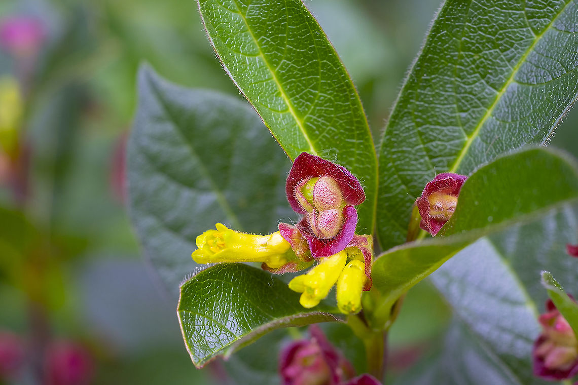 bearberry honeysuckle  Geotagged,Lonicera involucrata,Summer,United States