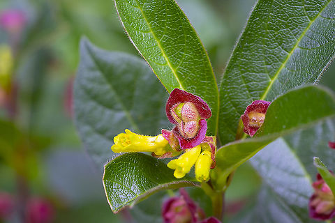 bearberry honeysuckle  Geotagged,Lonicera involucrata,Summer,United States