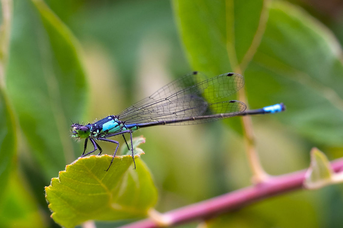 pacific forktail  Geotagged,Ischnura cervula,Pacific Forktail,Summer,United States