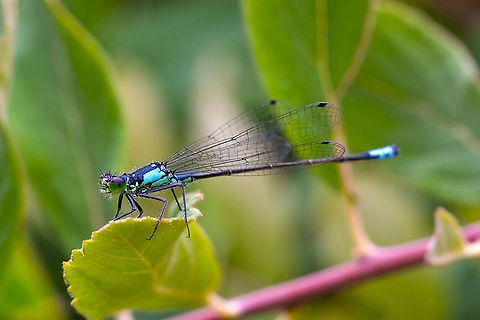 pacific forktail  Geotagged,Ischnura cervula,Pacific Forktail,Summer,United States