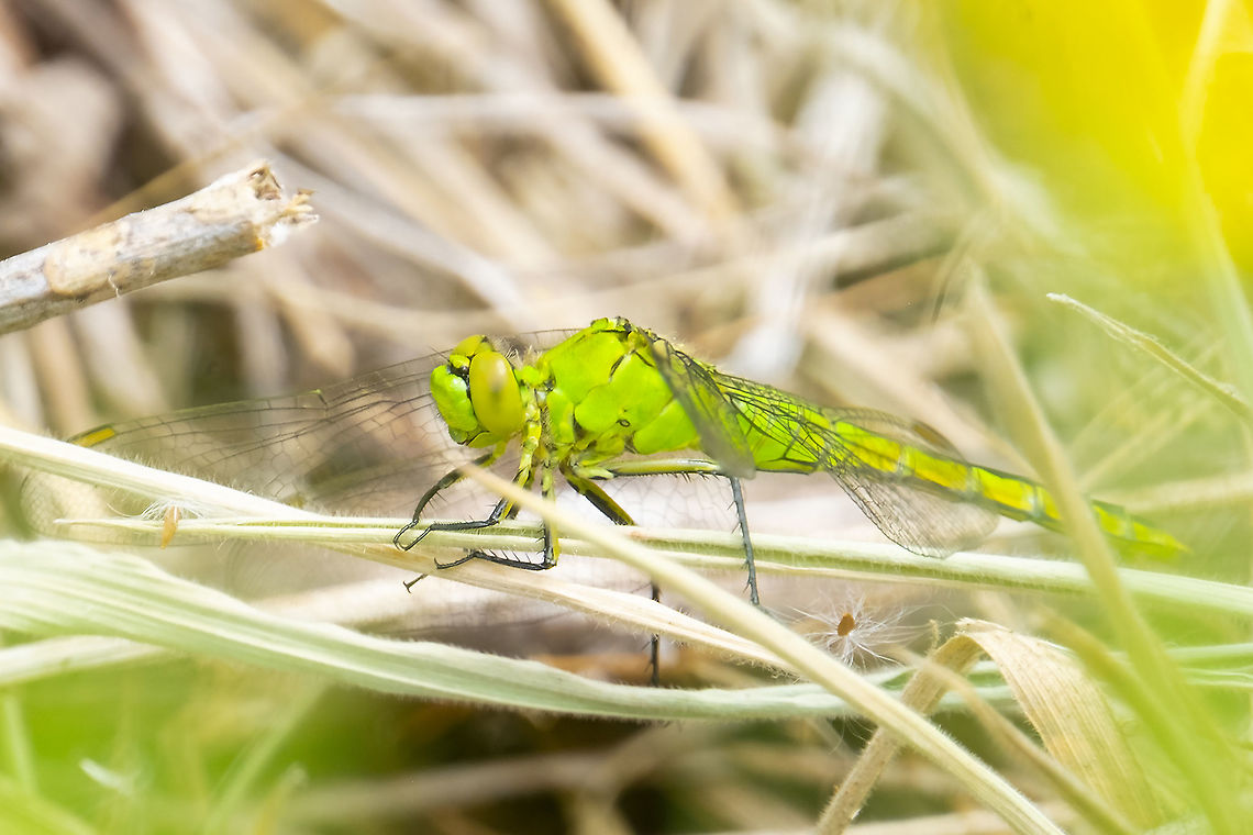Female western pond hawk  Erythemis collocata,Geotagged,Summer,United States,Western pondhawk