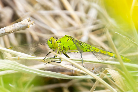 Female western pond hawk  Erythemis collocata,Geotagged,Summer,United States,Western pondhawk