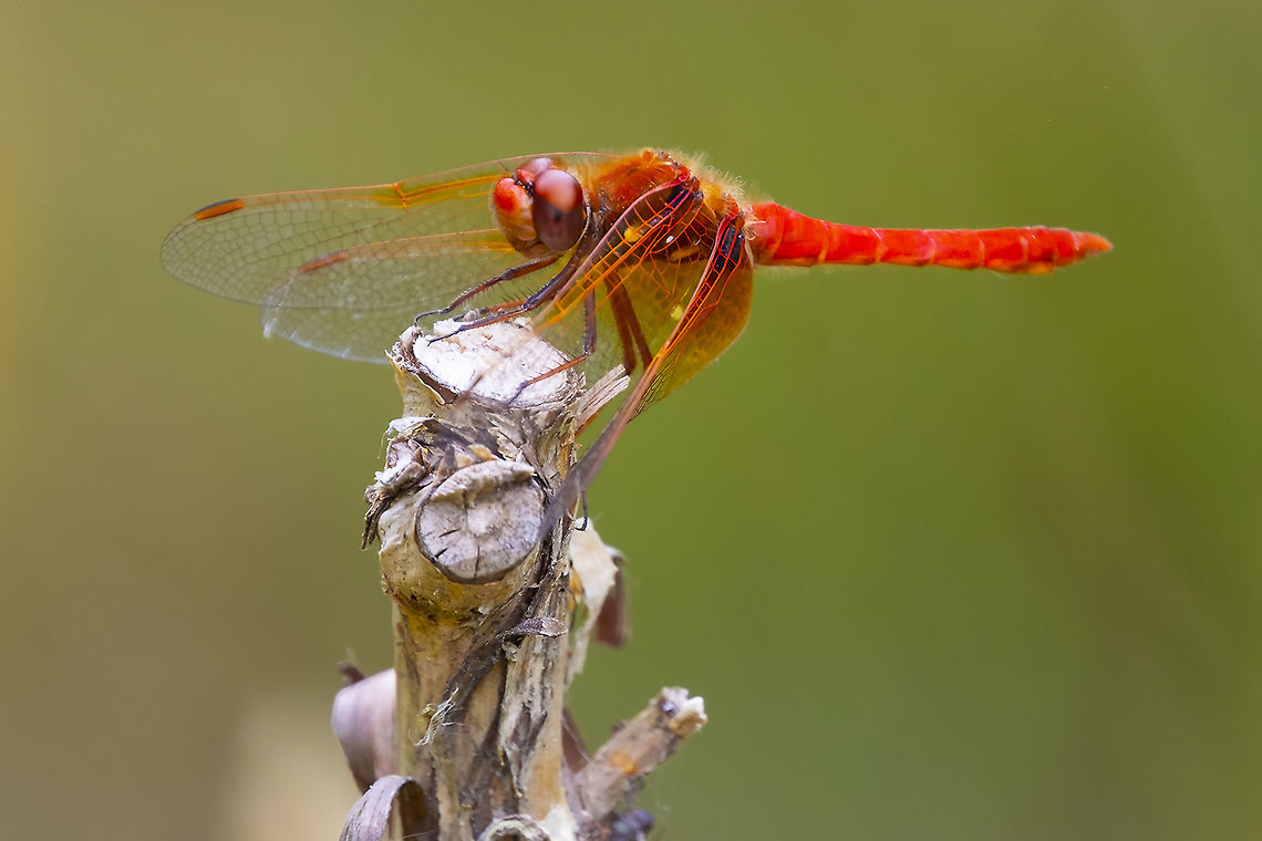 Cardinal Meadowhawk male gorgeous bright red dragonfly Geotagged,Summer,Sympetrum illotum,United States