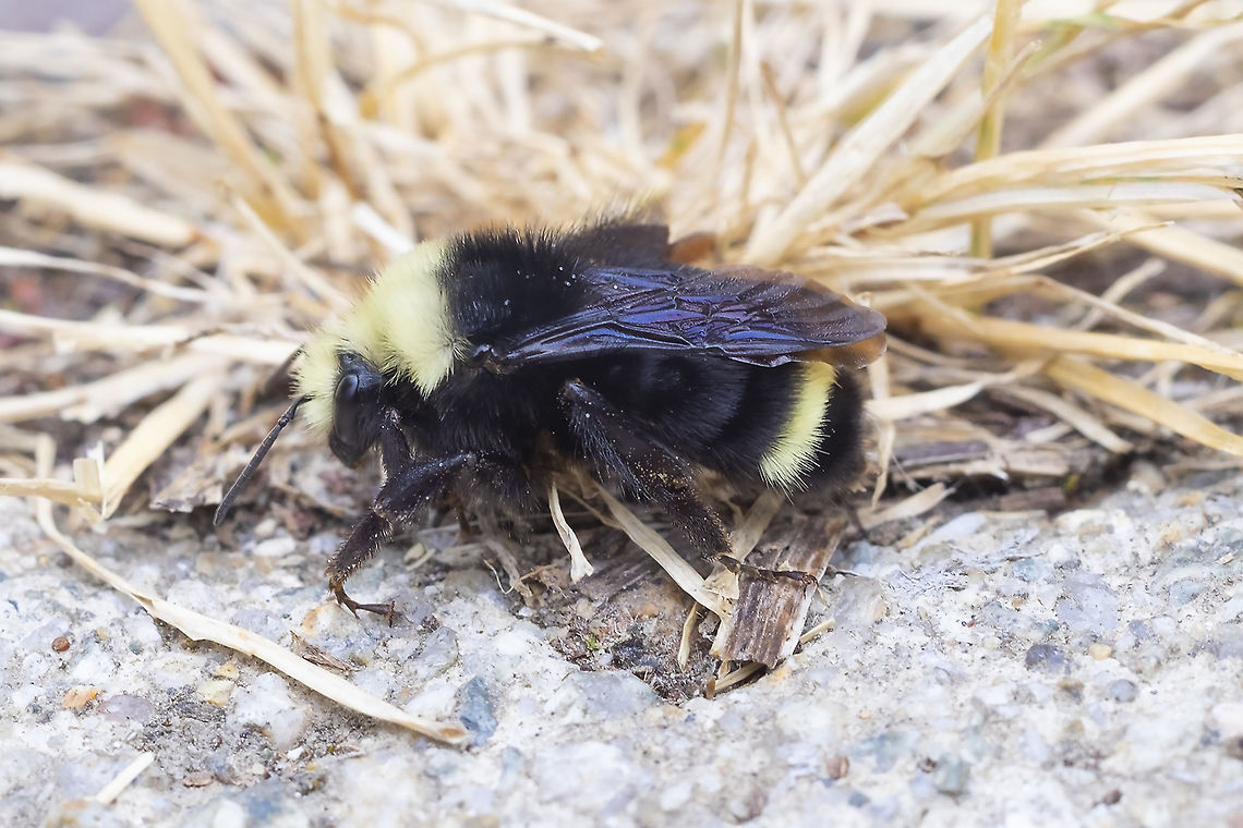 yellow-faced bumblebee  Bombus vosnesenskii,Geotagged,Summer,United States,Yellow-faced bumblebee