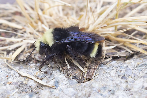 yellow-faced bumblebee  Bombus vosnesenskii,Geotagged,Summer,United States,Yellow-faced bumblebee