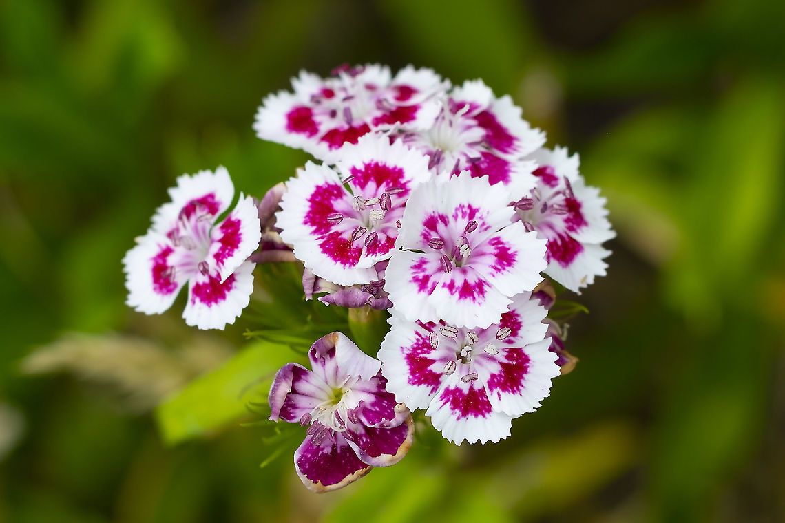 Sweet William  Dianthus barbatus,Geotagged,Summer,Sweet William,United States