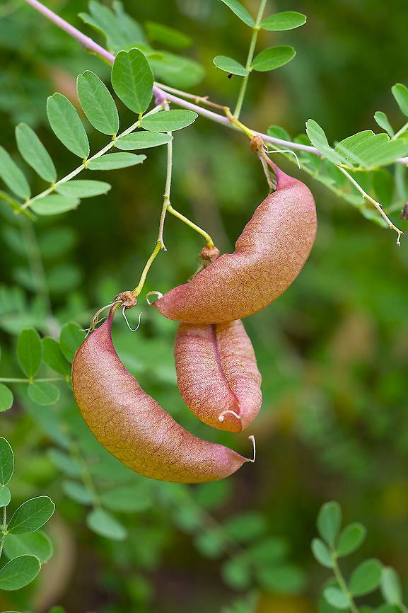bladder-senna  Colutea arborescens,Geotagged,Summer,United States