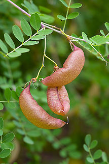 bladder-senna  Colutea arborescens,Geotagged,Summer,United States