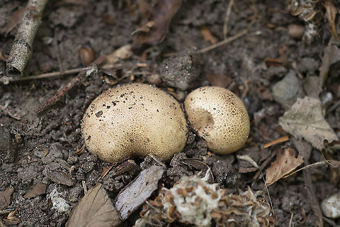 earthballs  Geotagged,Scleroderma cepa,Summer,United States