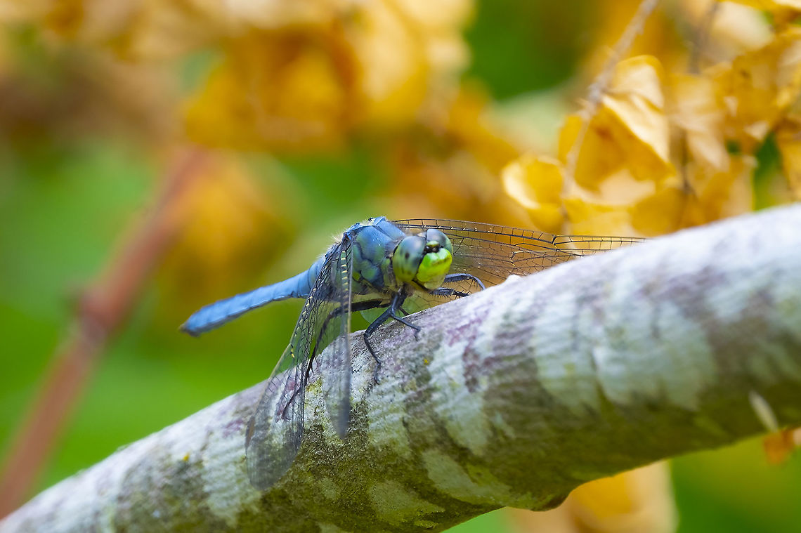 Western Pondhawk  Erythemis collocata,Geotagged,Summer,United States,Western pondhawk
