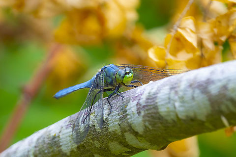 Western Pondhawk  Erythemis collocata,Geotagged,Summer,United States,Western pondhawk