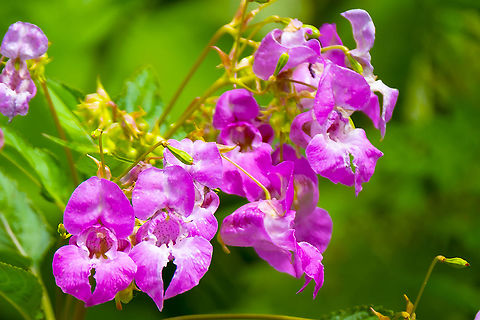 Himalayan balsam considered to be a class B noxious weed here...  Geotagged,Himalayan Balsam,Impatiens glandulifera,Summer,United States