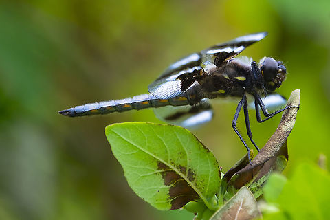 8 spotted skimmer  Geotagged,Libellula forensis,Summer,United States,eight spotted skimmer