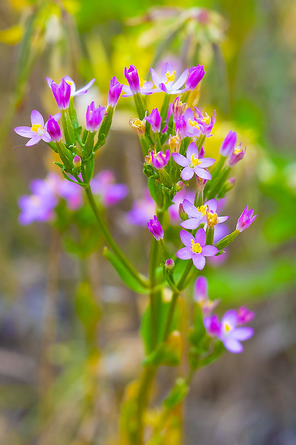 Common Centaury  Centaurium erythraea,Geotagged,Summer,United States