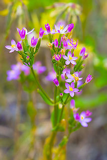 Common Centaury  Centaurium erythraea,Geotagged,Summer,United States