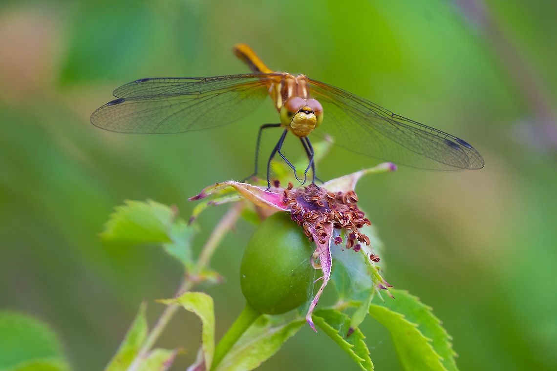 female White-faced Meadowhawk  Geotagged,Summer,Sympetrum obtrusum,United States,White-faced Meadowhawk