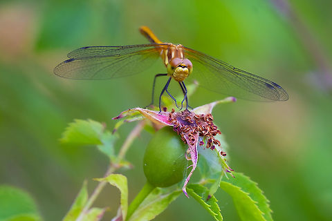 White-faced Meadowhawk