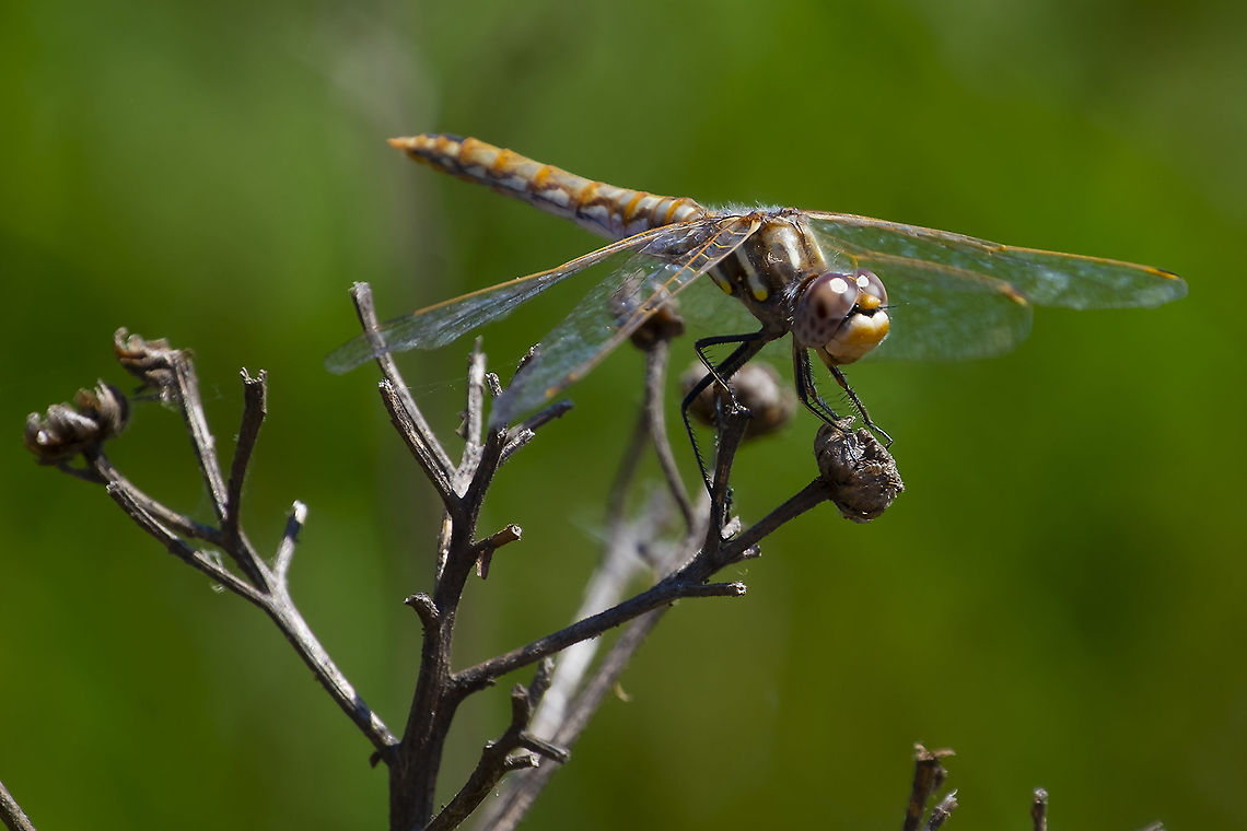 female variegated meadowhawk  Geotagged,Summer,Sympetrum corruptum,United States,Variegated meadowhawk