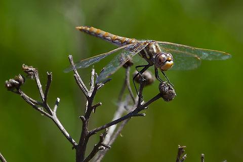 female variegated meadowhawk  Geotagged,Summer,Sympetrum corruptum,United States,Variegated meadowhawk