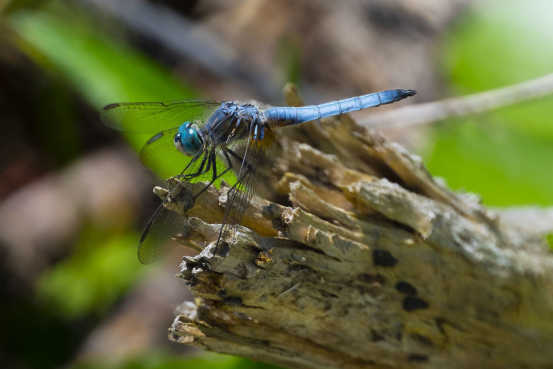 Blue Dasher - male  Blue dasher,Geotagged,Pachydiplax longipennis,Summer,United States