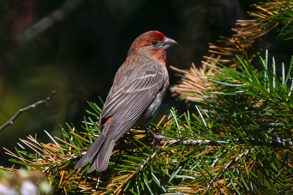 male house finch the males look after the young after they leave the nest, so that the females can prepare for the next brood Carpodacus mexicanus,Geotagged,House Finch,Summer,United States