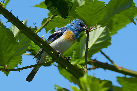 Male lazuli bunting with an earwig for his chicks Geotagged,Lazuli bunting,Passerina amoena,Summer,United States