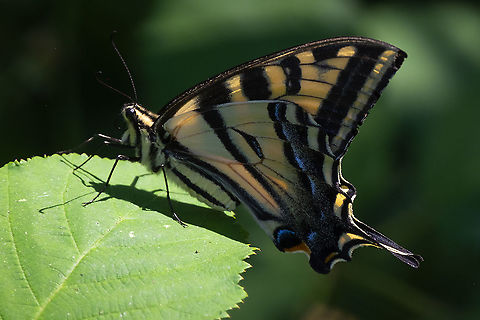 Western Tiger Swallowtail  Geotagged,Papilio rutulus,Papilionidae,Summer,United States,Western Tiger Swallowtail