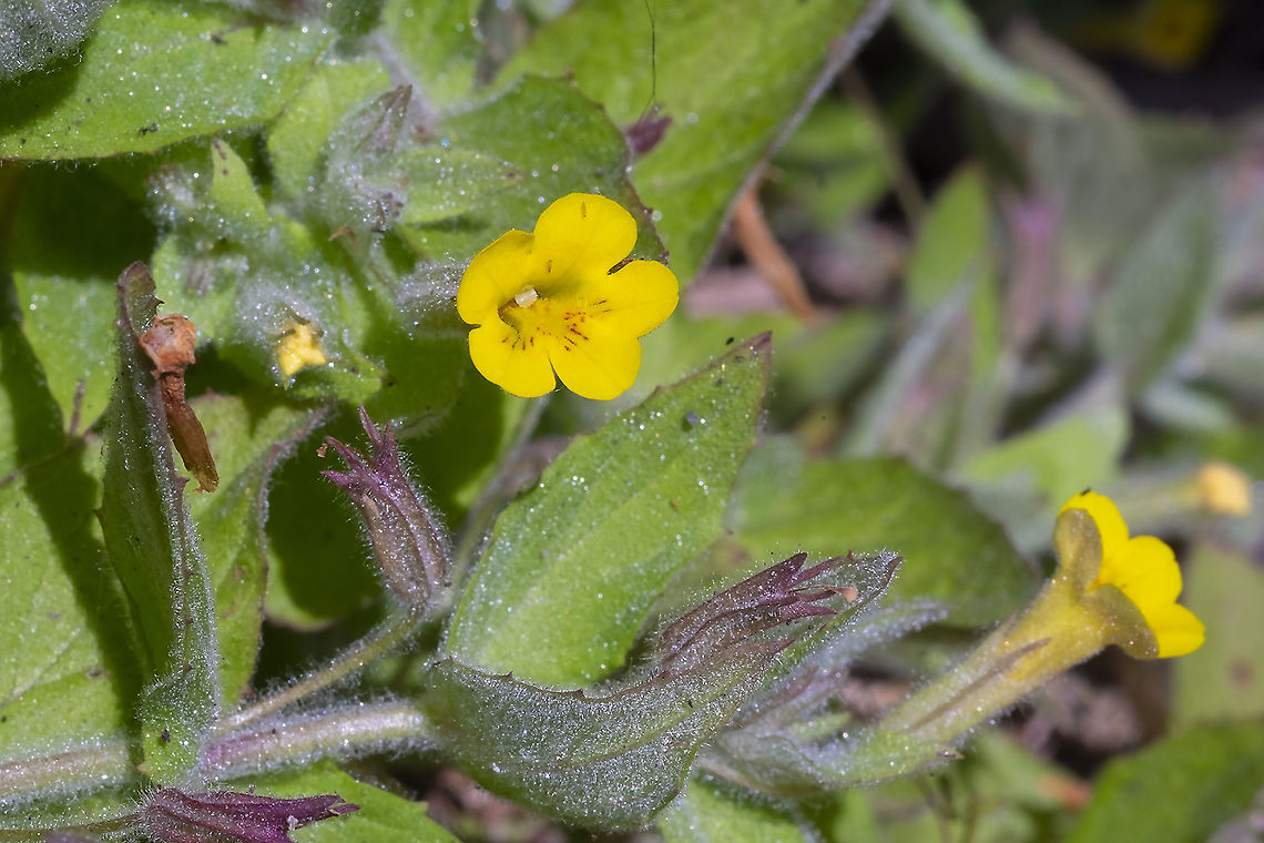 Musk Monkey Flower  Erythranthe moschata,Geotagged,Summer,United States