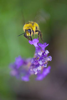 yellow-fronted bumblebee Playing around with my brand new macro lens :)
1 Bombus flavifrons,Geotagged,Summer,United States,Yellow-fronted bumble bee