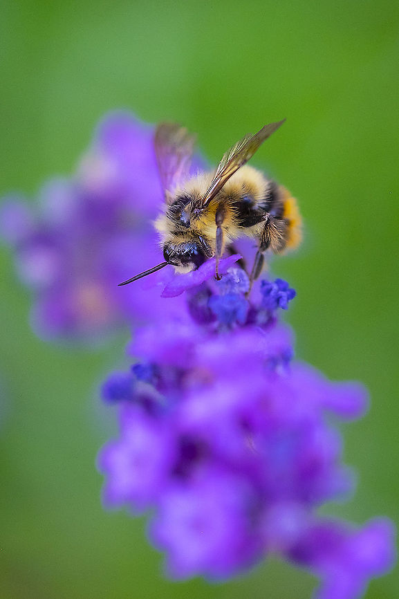 Fuzzy-horned bumblebee 2 Bombus mixtus,Geotagged,Summer,United States,bombus mixtus