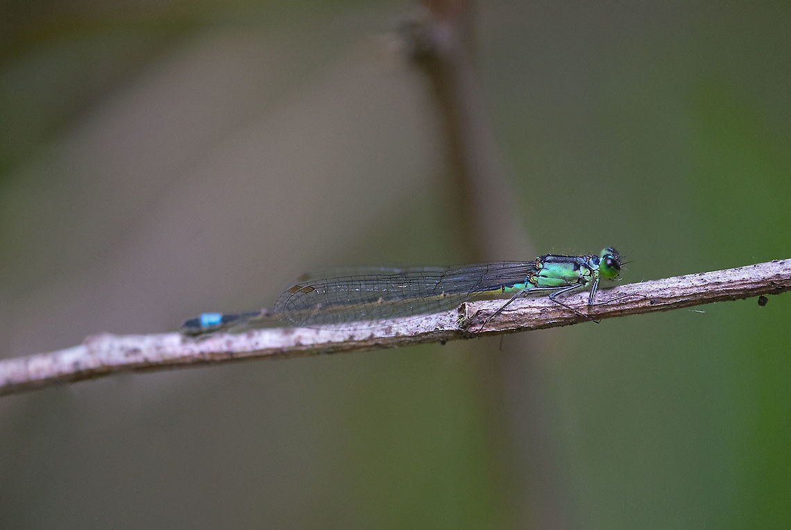 Black-fronted fork tail 3 Geotagged,Ischnura denticollis,Summer,United States