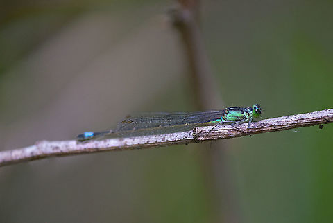 Black-fronted fork tail 3 Geotagged,Ischnura denticollis,Summer,United States