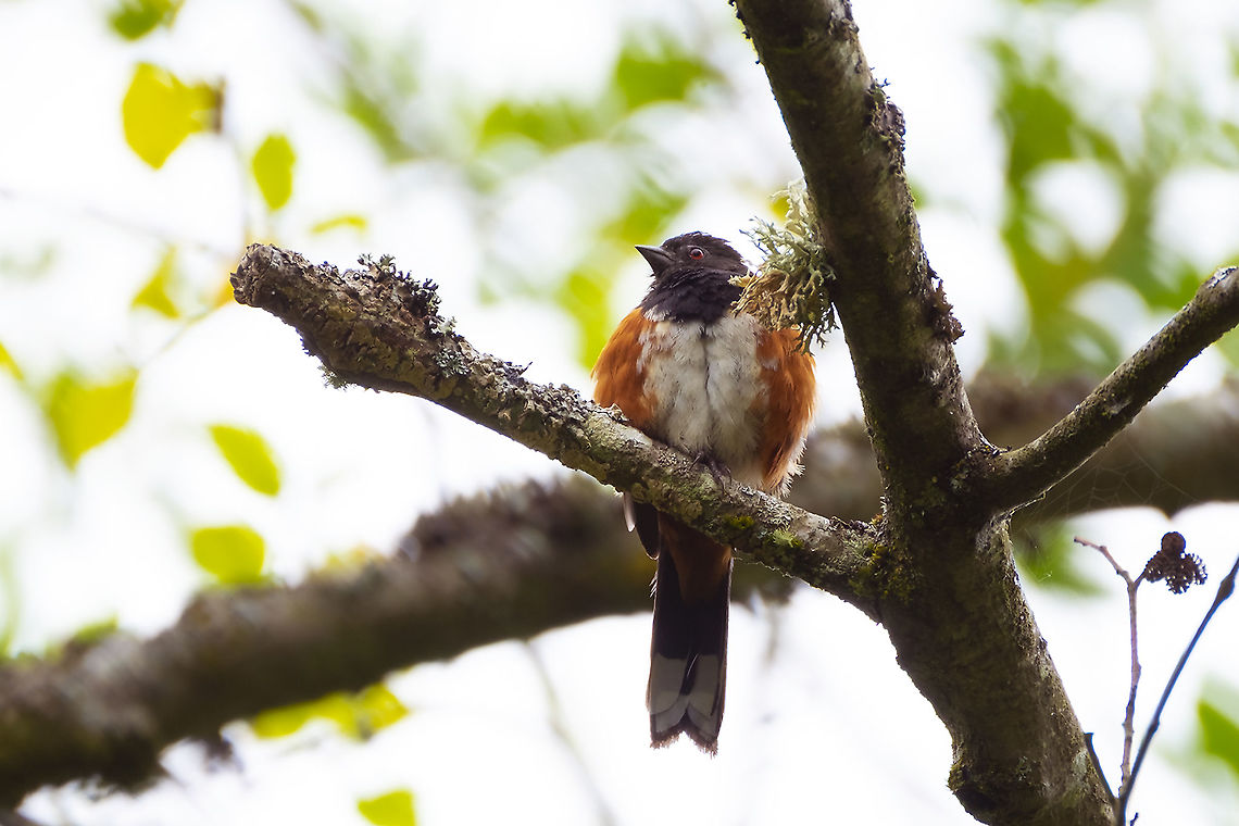 fluffy little towhee I think this may be a juvenile, with their adult plumage just about in, but still a little baby feather 'fat'. Geotagged,Pipilo maculatus,Spotted towhee,Summer,United States