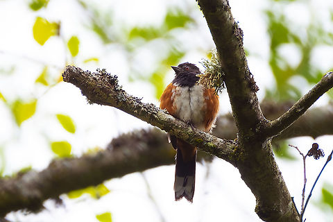fluffy little towhee I think this may be a juvenile, with their adult plumage just about in, but still a little baby feather 'fat'. Geotagged,Pipilo maculatus,Spotted towhee,Summer,United States