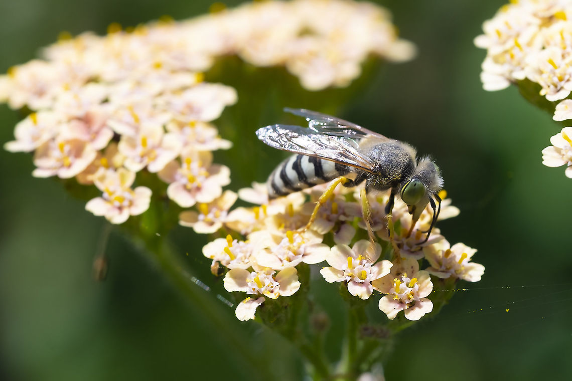 sand wasp 4 Bembix americana,Geotagged,Summer,United States