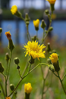 field sow-thistle 5 Field milk thistle,Geotagged,Sonchus arvensis,Summer,United States