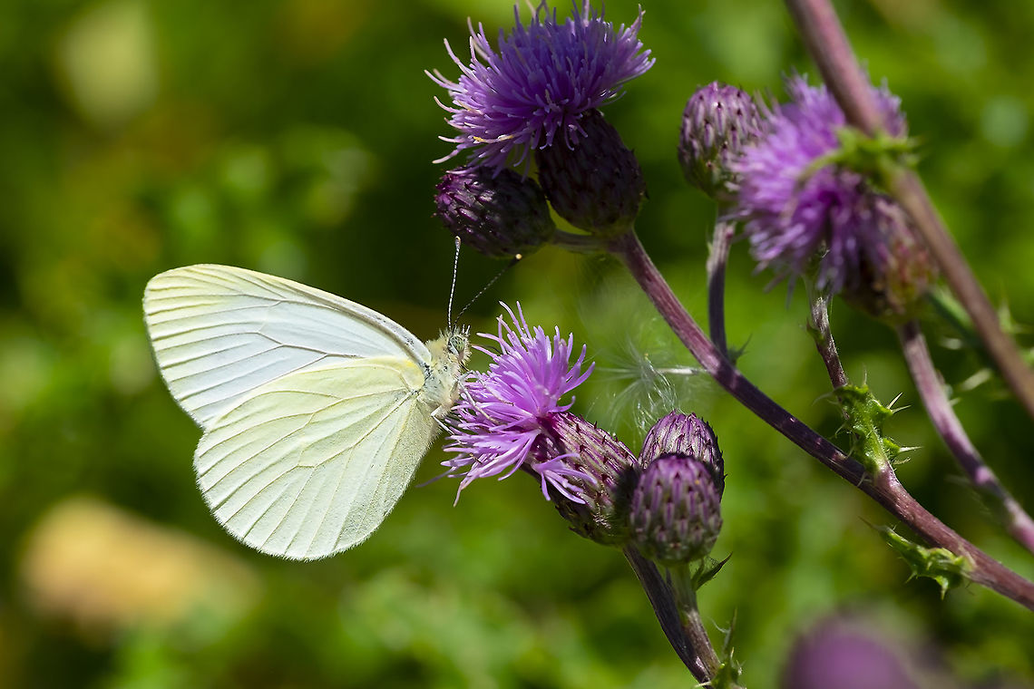 margined white butterfly 6 Geotagged,Margined white,Pieris marginalis,Summer,United States