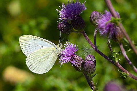 margined white butterfly 6 Geotagged,Margined white,Pieris marginalis,Summer,United States