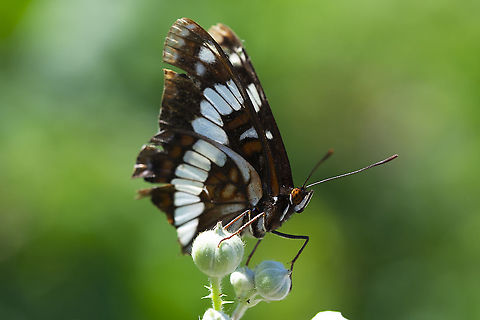 beat up Lorquin's admiral this fellow is a little worse for the wear..  Geotagged,Limenitis lorquini,Lorquins admiral,Summer,United States