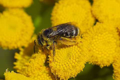 Longhorn bee - Melissodes sp. 7 Geotagged,Melissodes communis,Summer,United States