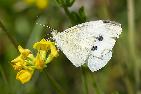 Cabbage white 8 Geotagged,Pieris rapae,Small White,Summer,United States