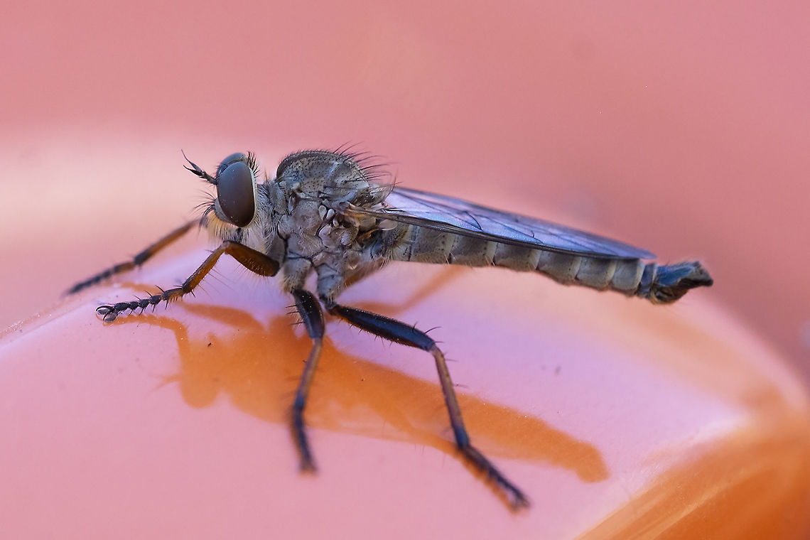 Robber fly 9 Geotagged,Summer,United States
