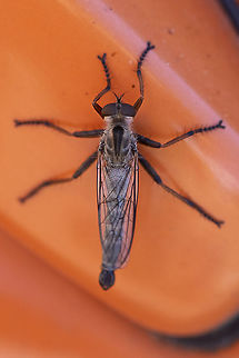 Robber fly - top 10 Geotagged,Summer,United States
