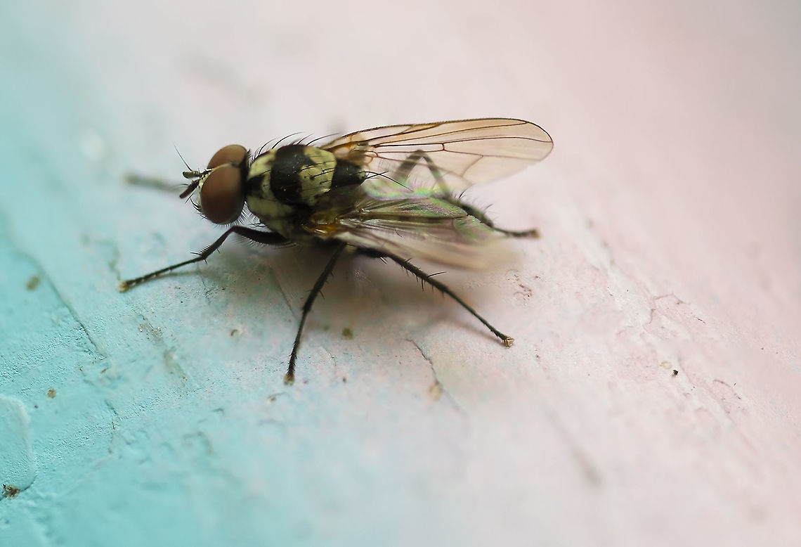 male root maggot fly 11 Anthomyia oculifera,Geotagged,Summer,United States