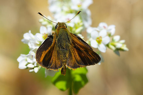 Dun Skipper 12 Dun Skipper,Euphyes vestris,Geotagged,Summer,United States